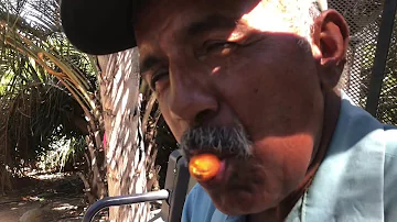 Are all palm hearts edible?