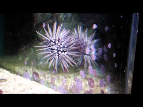 Videó: Az Echinometra Lucunter Gerinckivonatokból Származó Gyulladáscsökkentő és Nociceptív Molekula Előzetes Molekuláris Jellemzése