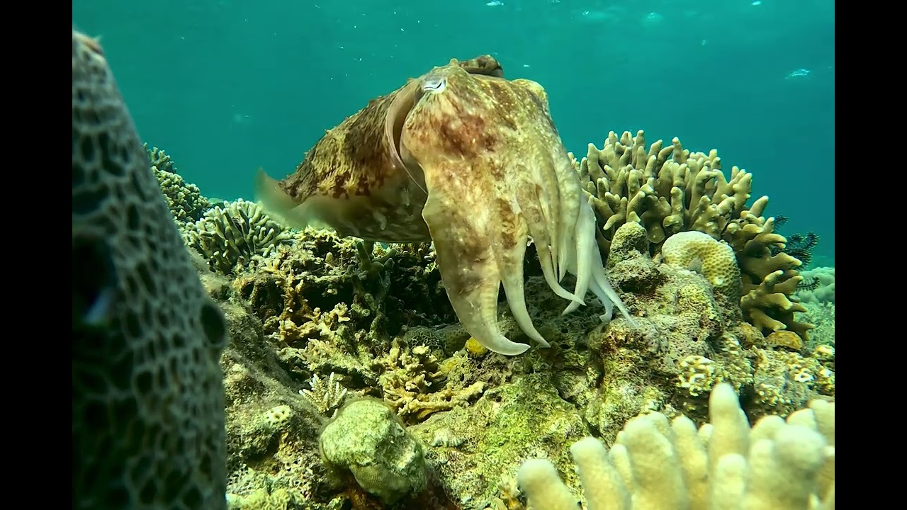 Watch This Cuttlefish Disappear 👀