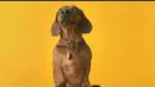 Pedigree Commercial  Antidachshunds