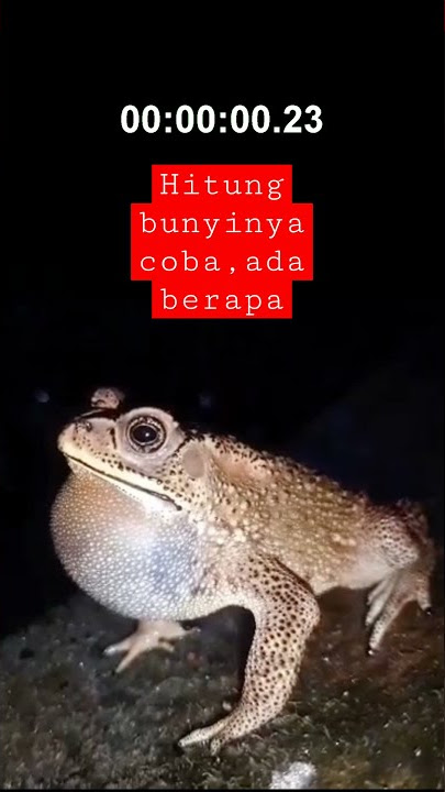 SUARA KATAK KETIKA MALAM