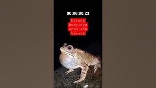 SUARA KATAK KETIKA MALAM