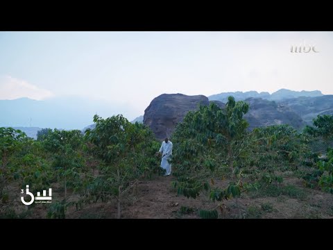 من 800 طن ل 7000 طن قهوة جازان قصة نجاح سعودية مع برنامج ريف