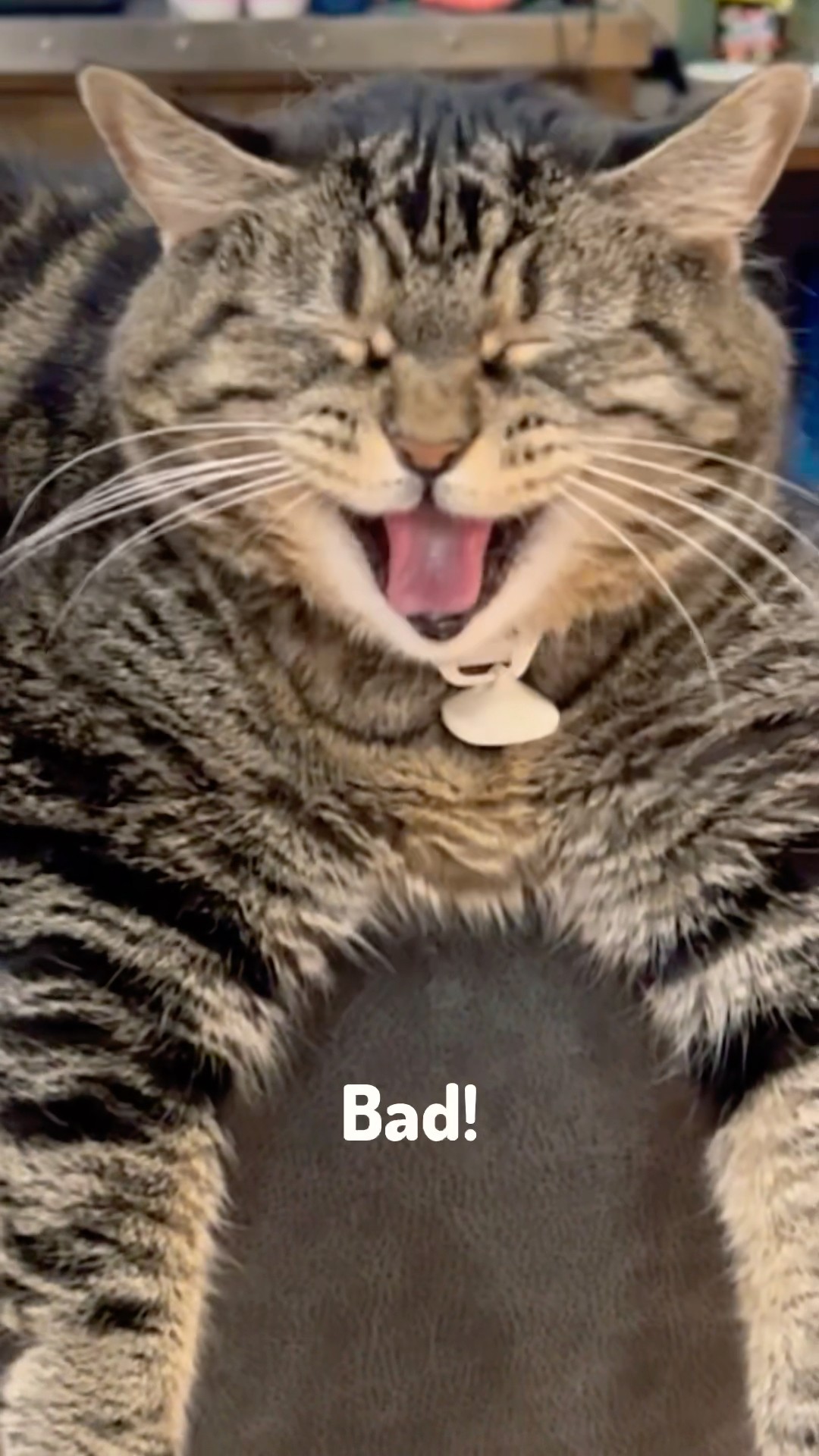 Penny gets a brain freeze! #talkingcat