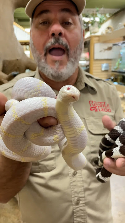 The Difference between Albino and Leucistic🤯