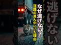 道路を塞ぐしかなかった、野良猫の切なすぎる理由 #野良猫の現実 #感動猫動画
