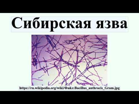 Видео: Коренните американци се оказаха сибирци - Алтернативен изглед