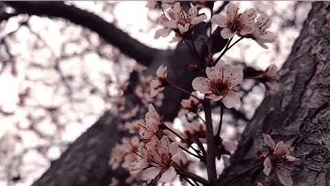 سورة الفاتحة بصوت خاشع ومرتل (قراءة هادئة)