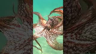 The incredible wild octopus swimming in slow motion#shorts #octopus #animals