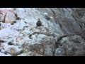 Ułar kaspijski/Caspian Snowcock/Tetraogallus caspius