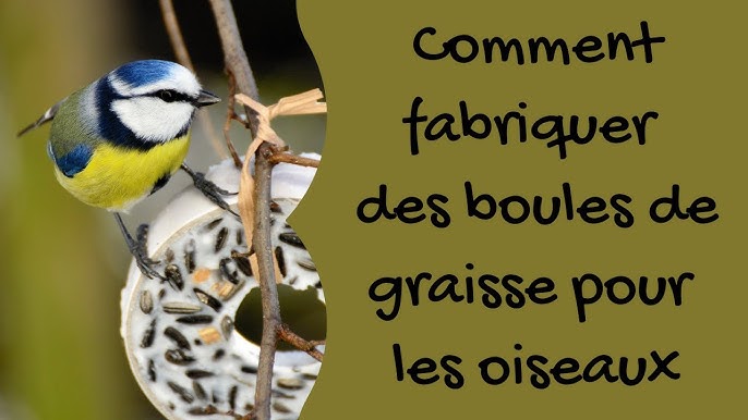 La recette facile des boules de graisse pour nourrir les oiseaux - Le  Parisien