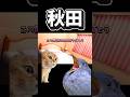 【猫ミーム】秋田