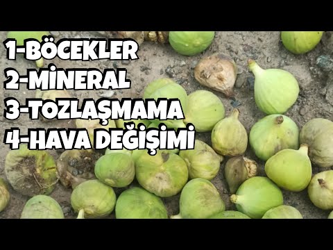 Video: İncirde Yaprak Dökmesi: İncir Ağacı Neden Yaprak Döker?