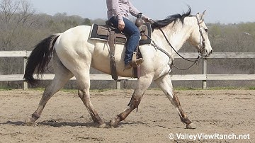 Tanner - adorable jog, lope, stops! - ValleyViewRanch.net