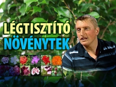 Videó: A Levegőt Tisztító Beltéri Növények (28 Fotó): Mely Házvirágok Tisztítják Jól A Levegőt A Lakásban? Mennyi Kell Az Otthon Tisztításához?