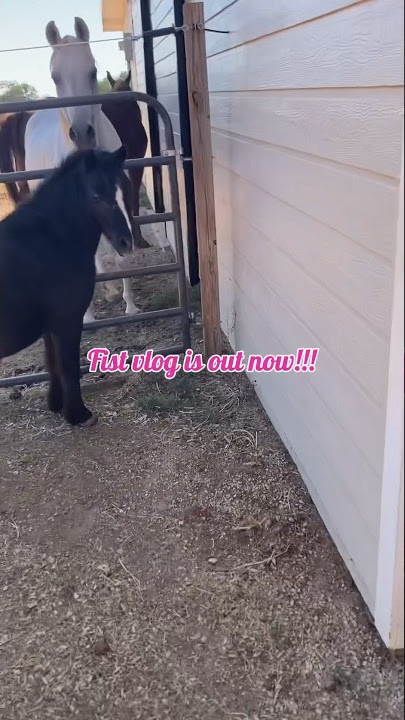 First vlog is out!!! #vlog #barnday #firstvideo