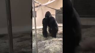 Gorilla slides up to glass News