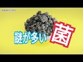 微生物菌で土つくり　タネのハシモト