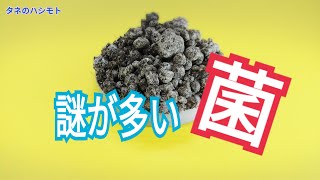 微生物菌で土つくり　タネのハシモト