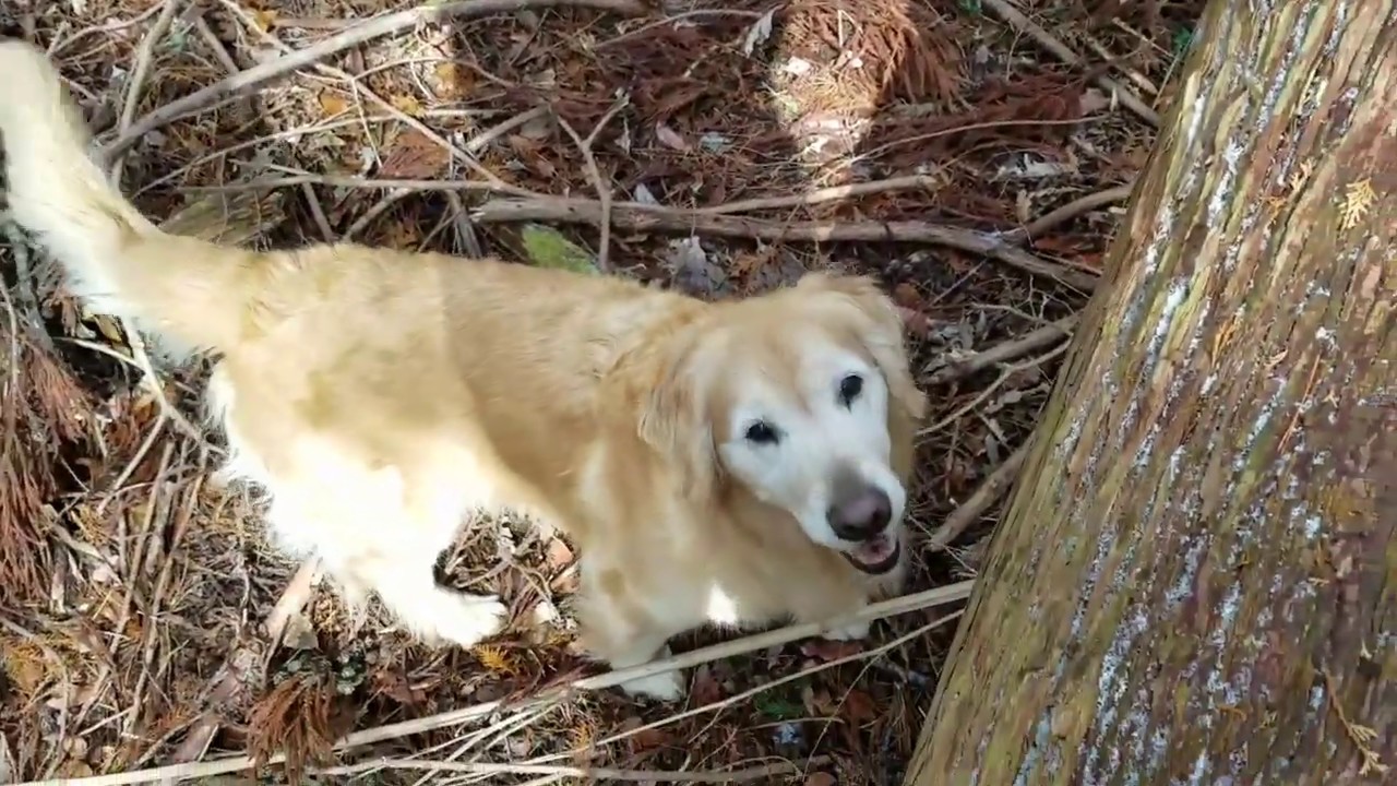 癒し動画 うさぎ Commute route from the field to the office with Golden retriever