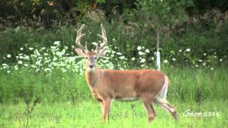 Iowa White-tailed Deer - 10 Pointer Gets Startled