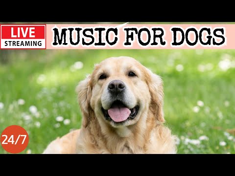 Live Dog Music Calming Music For Dogs Separation Anxiety Reliefdog Deep Sleep Music21 Live Dog Music Calming Music For Dogs Separation Anxiety Reliefdog Deep Sleep Music21