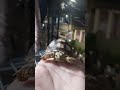 SULCATA TIPE HEWAN BERDARAH DINGIN,HARUS SELALU HANGAT #sulcata #shortvideo #viral #youtubeshorts