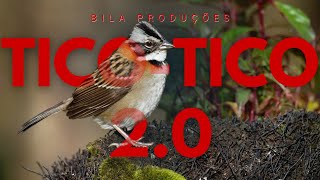 TICO-TICO 2.0?!