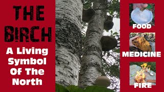 The Birch Tree - Food, Medicine, and Fire