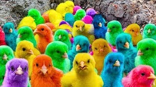 Chickens All Over the World, Colorful Feathers, Cute Animals Rabbits,Admiring Colorful Chickens 🐤