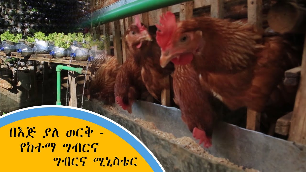 በእጅ ያለ ወርቅ የከተማ ግብርና - ግብርና ሚኒስቴር