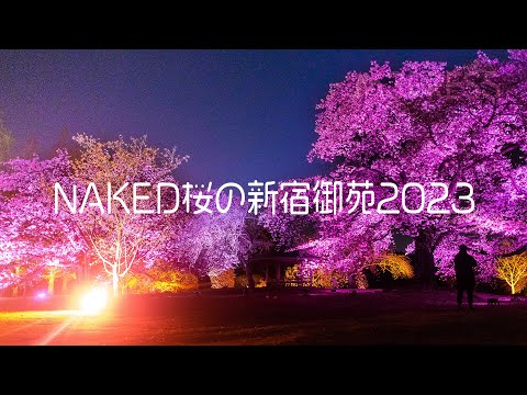 夜桜　苑古 hqdefault.jpg