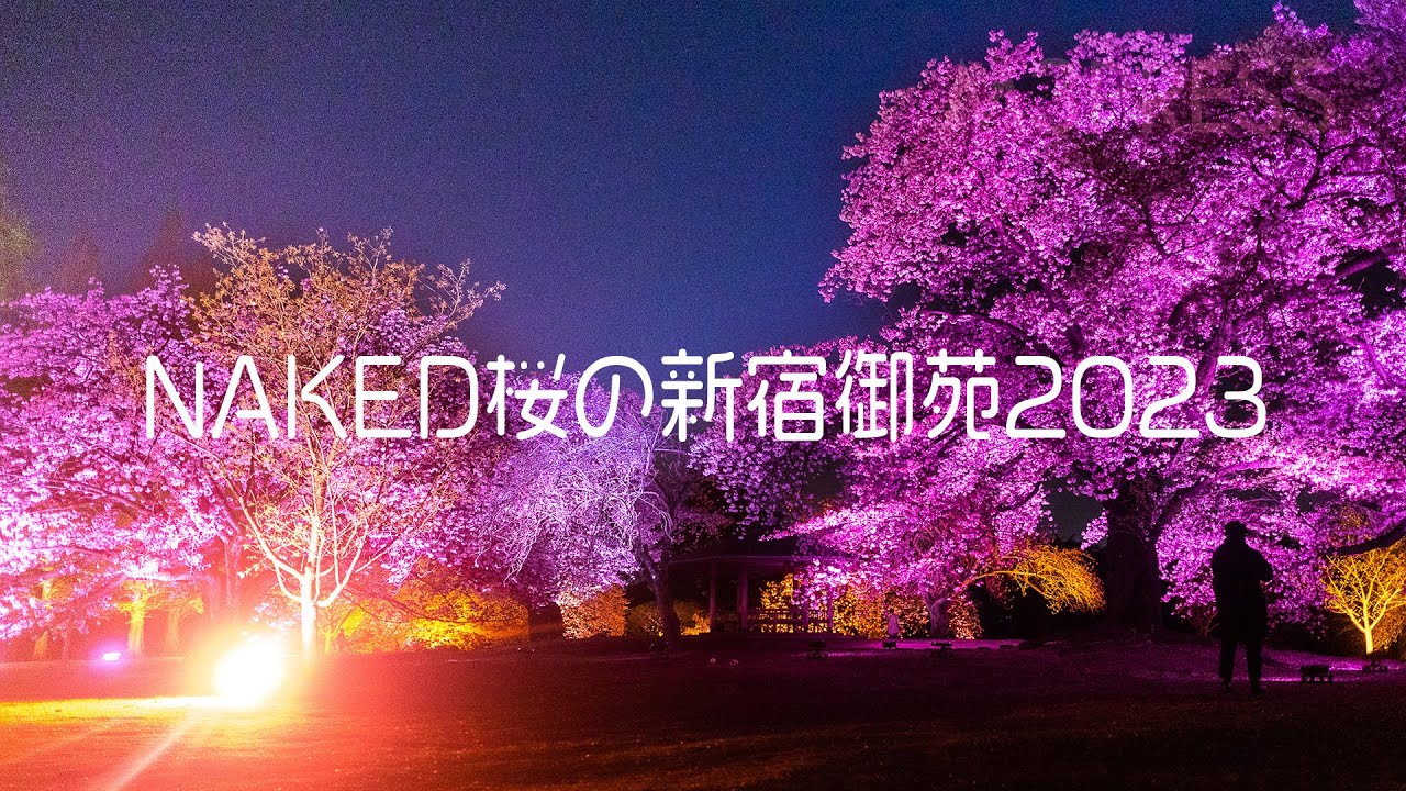 新宿御苑の夜桜《NAKED桜の新宿御苑2023》#夜桜 #花見 #nakedinc