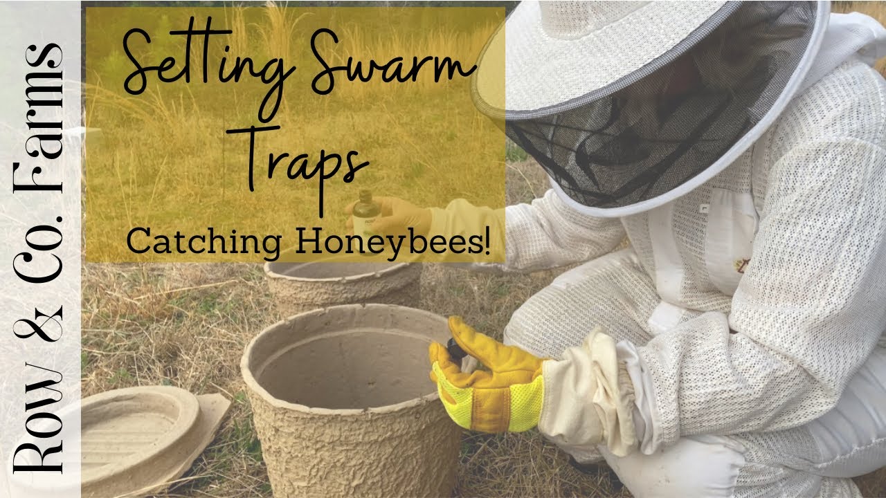 Setting Swarm Traps for Honeybees - YouTube