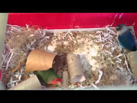 Video: Kuidas Linnud Pesa Ehitavad