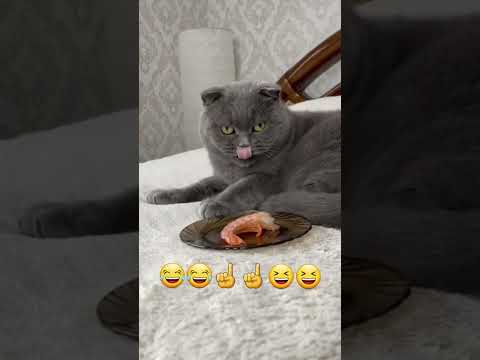 قط وجعو قلبو يريد يتقياء