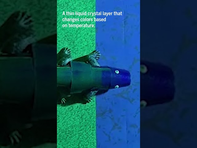 This robot changes color like a chameleon