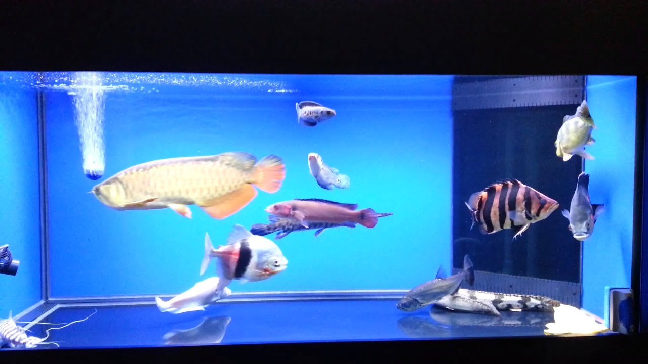  Arowana  n tank  mates  YouTube