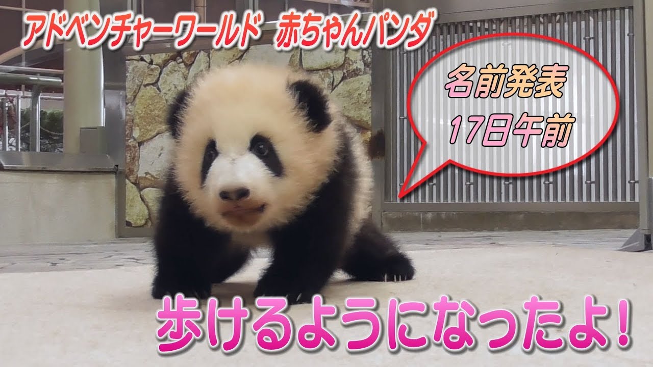 歩けるようになったよ アドベンチャーワールドのパンダの赤ちゃん 和歌山 Youtube 歩けるようになったよ アドベンチャーワールドのパンダの赤ちゃん 和歌山 Youtube