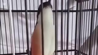 Burung Cendet Gacor Ngamuk Suara Kasar Mantap Buat Masteran full DURASI 23 November 2025