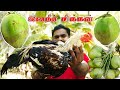 Coconut Country Chicken Fry | Elaneer Nattu Kozhi Fry | World Food Tube