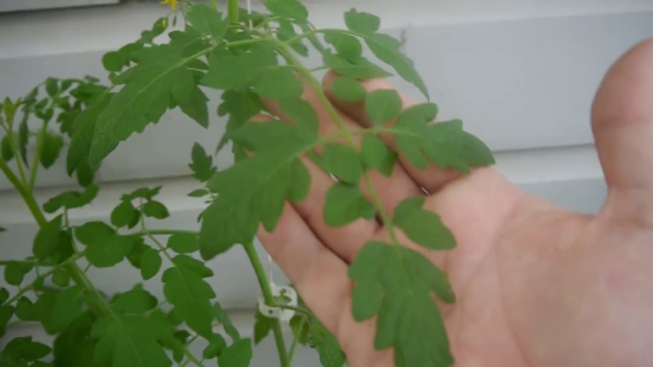 Results of Spraying Back Porch Tomato Plants for Spider Mites