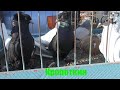 29.12.19. Птичий рынок г Кропоткин (ч5)Bird Market Mr. Kropotkin (Part 5)