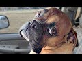 Funny Boxer Dog Compilation NEW の動画、YouTube動画。