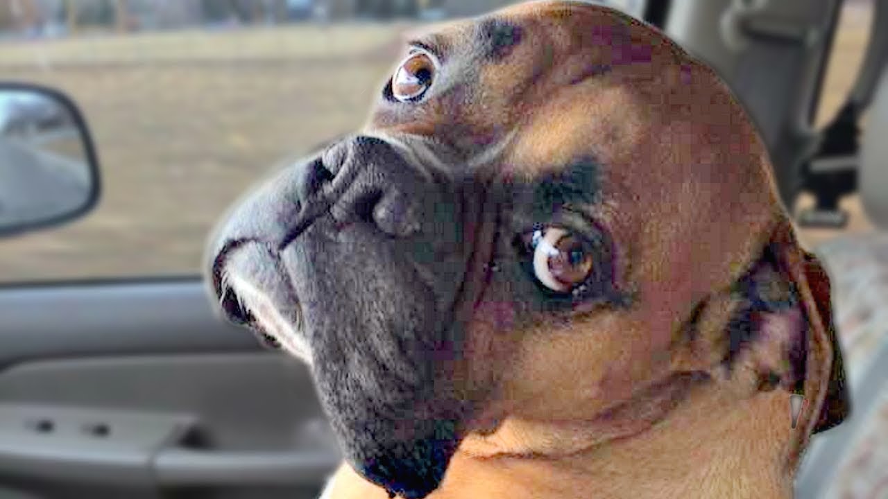 Funny Boxer Dog Compilation NEW - YouTube