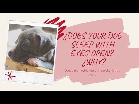 ¿DOES YOUR DOG SLEEP WITH EYES OPEN? 🐶 ¿WHY?