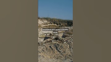 How are dinosaur fossils found? 🦖