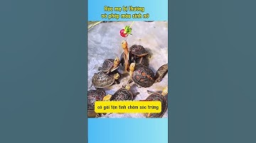 Rùa mẹ bị thường và phép màu sinh nở  #giaicuudongvat #tintuc #dongvat #animals #khampha #funny