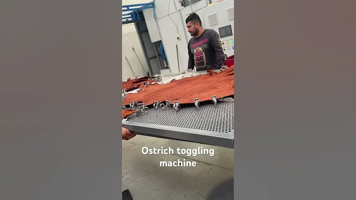 Ostrich toggling machine in Mexico #tannery