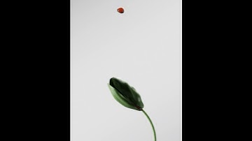 Coffee Drop & Tulip Abstract - Cinema 4D, Realflow & Redshift